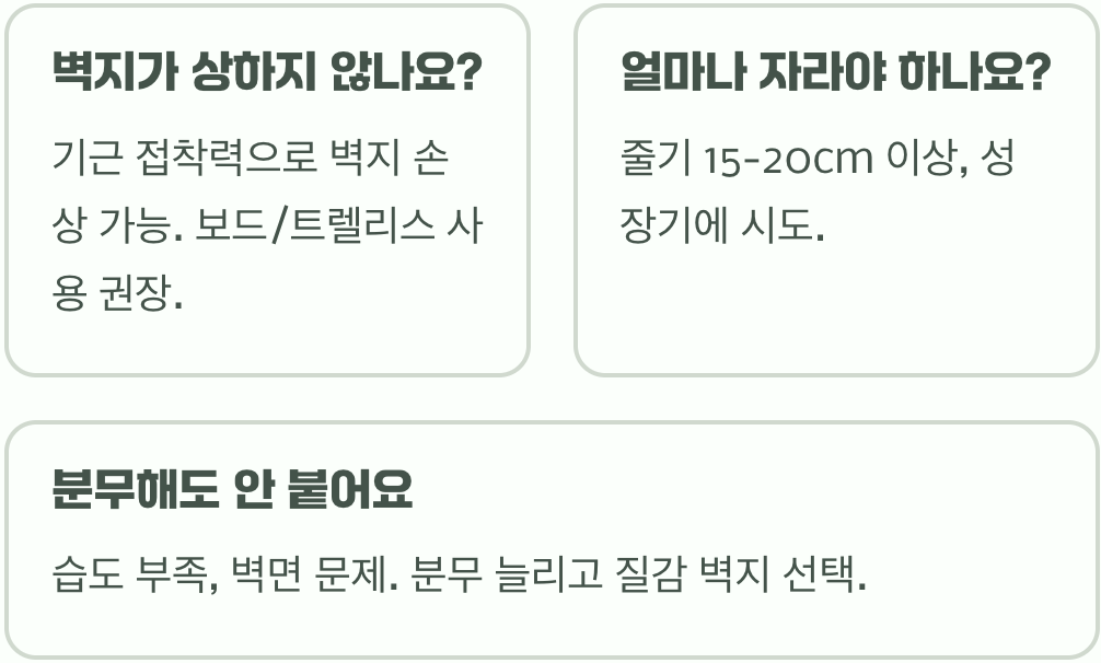 우리 집 제주애기모람, 어떻게 하면 벽을 타게 할 수 있나요?
