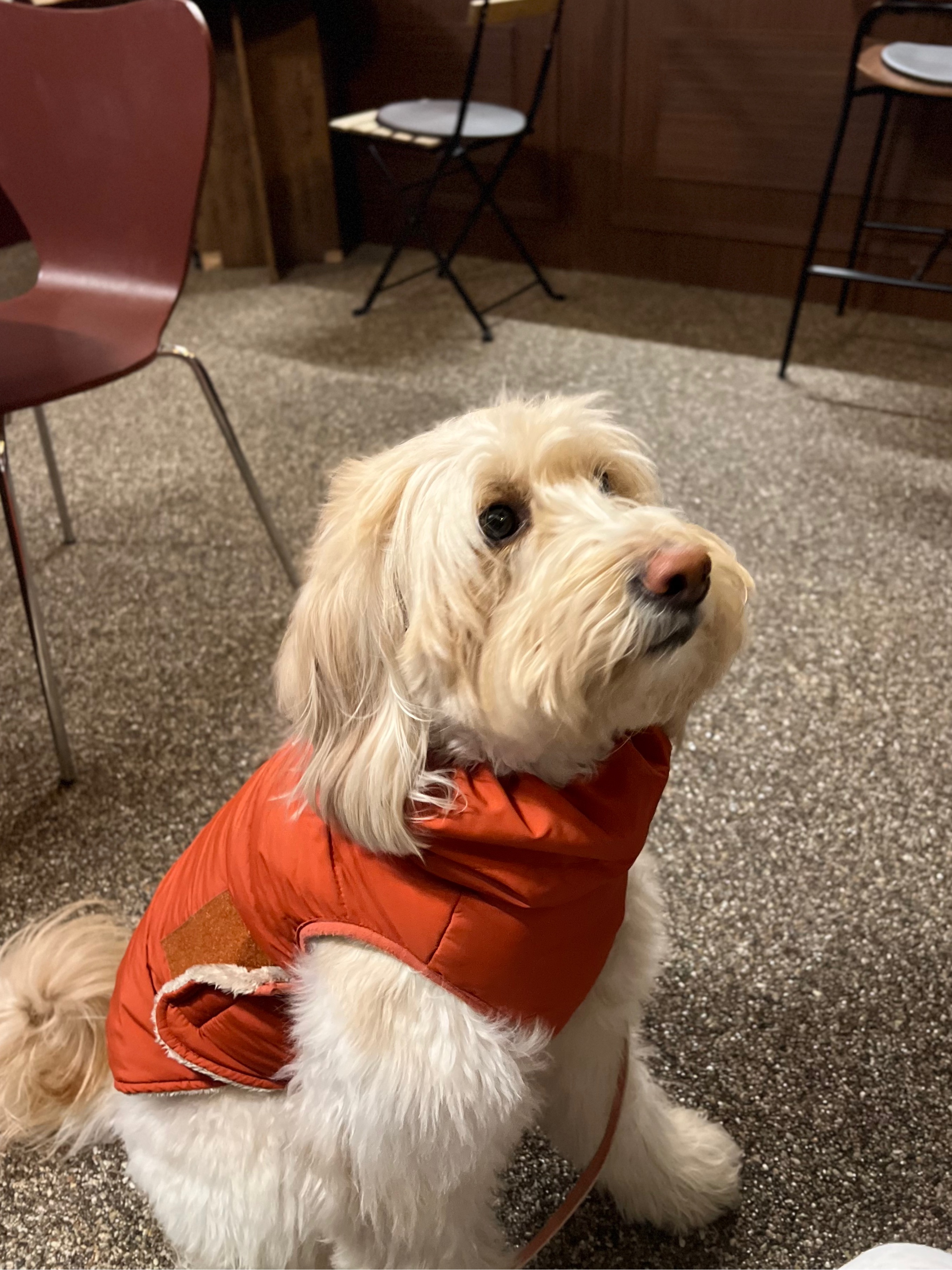 간식 기다리는 골든두들