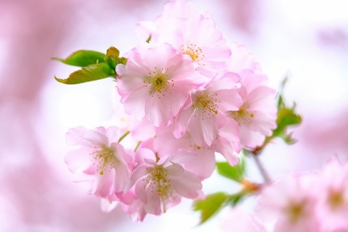 벚꽃