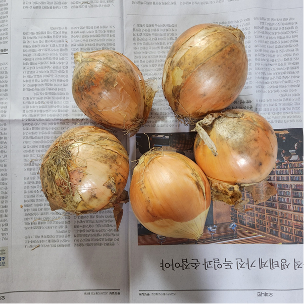 양파 상태 확인하기