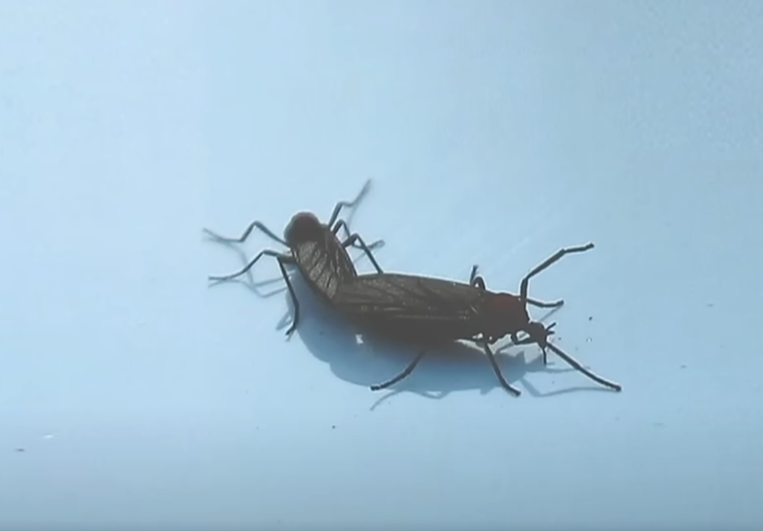 러브버그퇴치