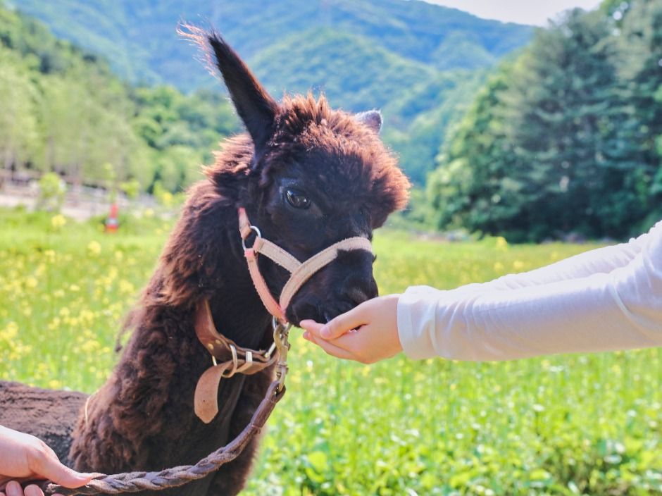 가평 양떼목장 유채꽃 축제