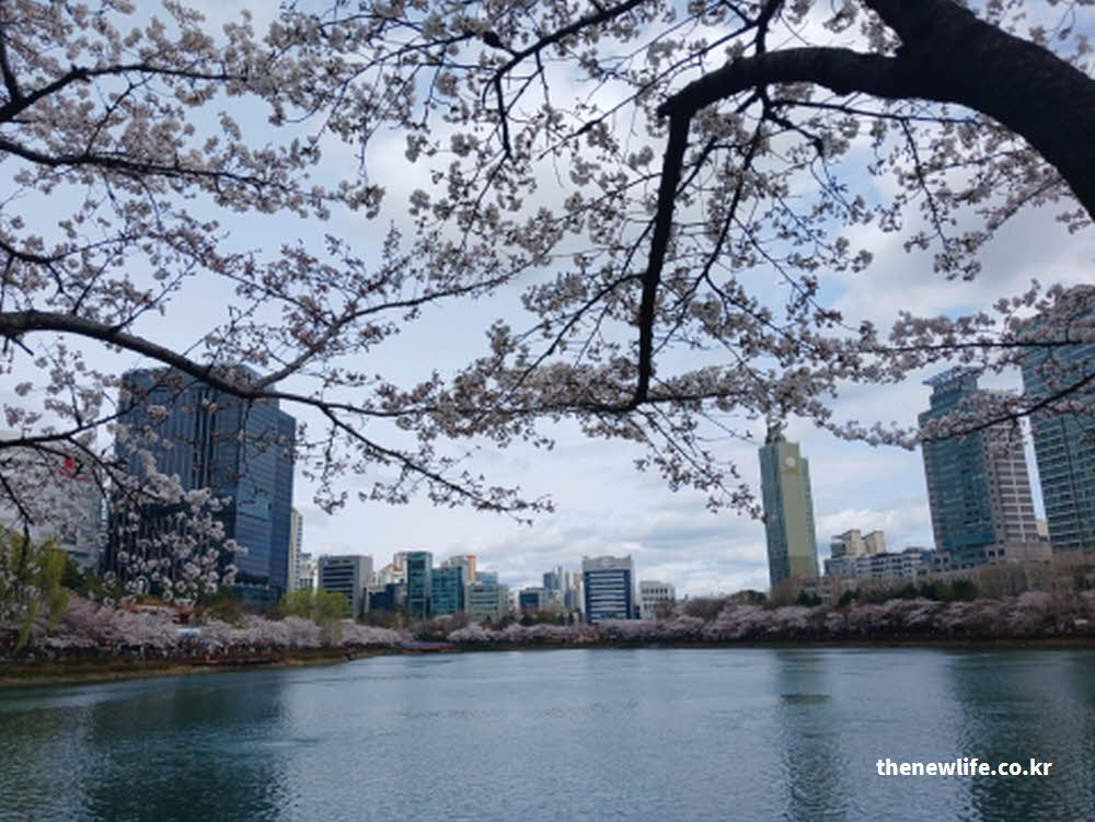 2026년 서울 석촌호수 벚꽃 사진