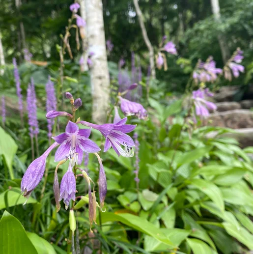 화담숲 예약&amp;#44; 가을 단풍축제 
