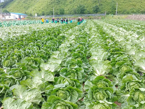 배추 재배 정식 시기 석회 뿌리기 벌레 예방_4