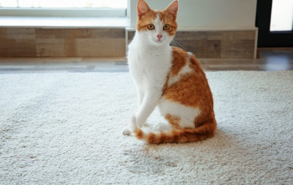 젖은 카펫과 고양이.