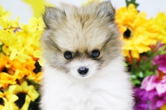 귀여운 포메라니안