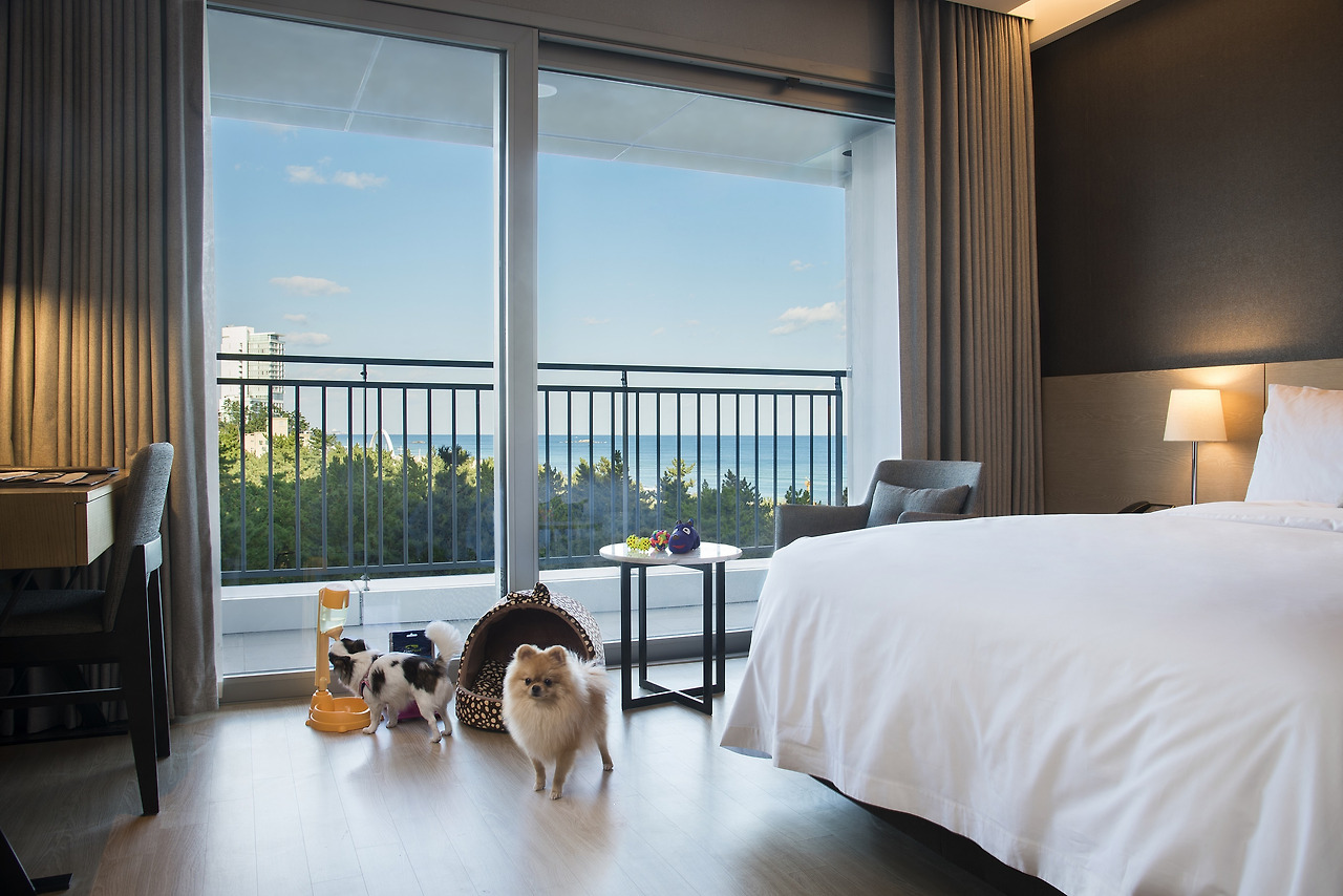 강원도 강릉 세인트존스 호텔 강릉 (반려견 동반 객실)