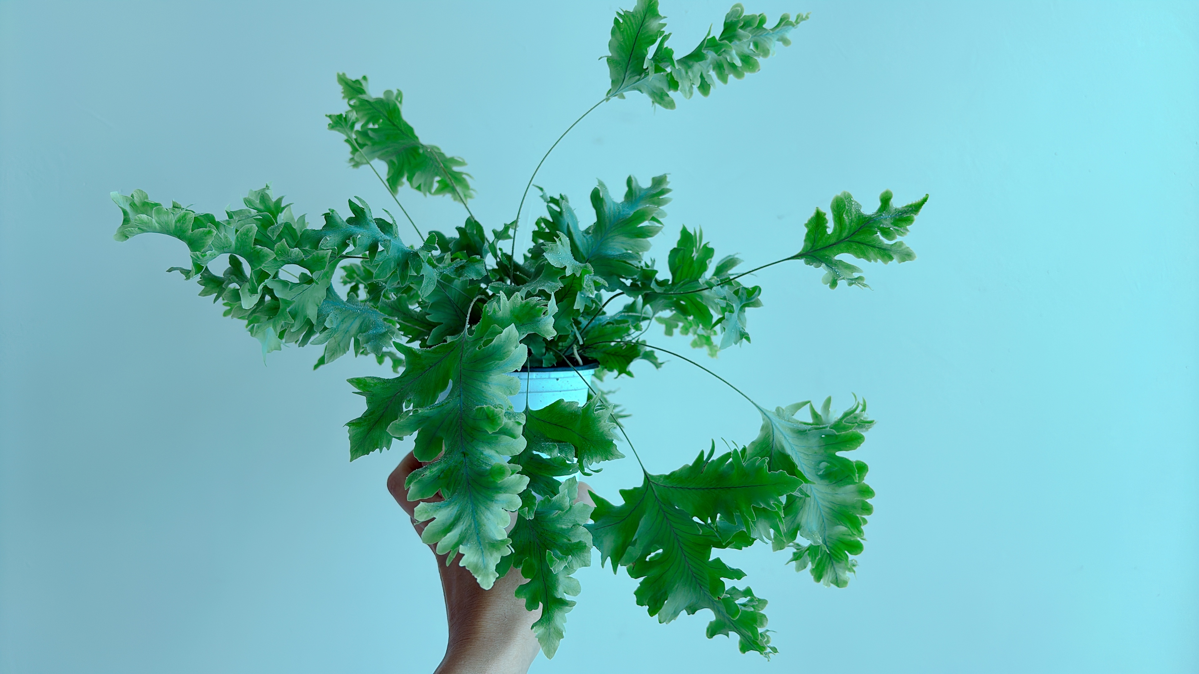 건강한-다바나고사리