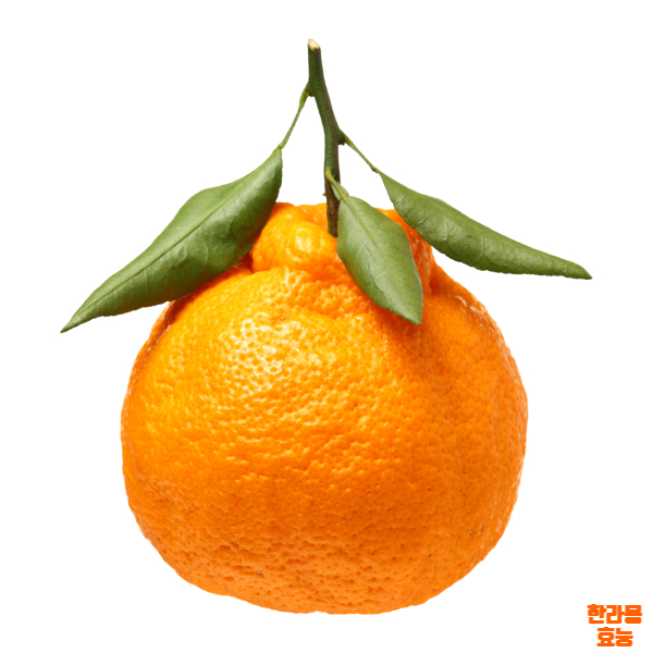 한라봉 효능│한라봉 효능 알고 드세요!