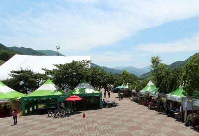 2024 하동 야생차문화축제 일정, 프로그램, 주차장