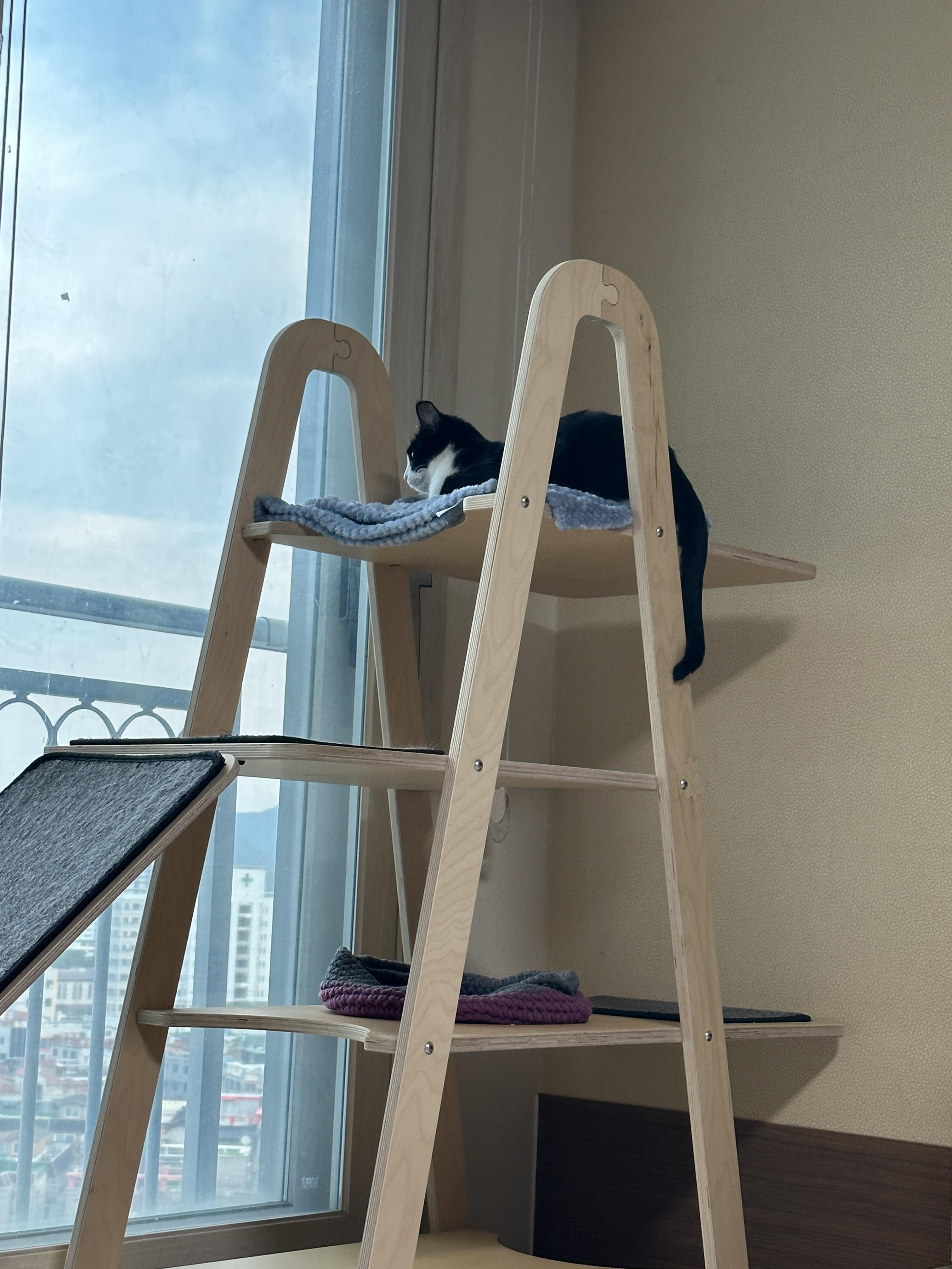 깔끔쟁이-두리도-캣타워-꼭대기-새-담요가-맘에-든다.-(feat.-루디)