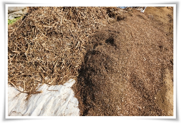 "10월, 들깨 수확해야 해요!" 건강과 맛을 한 번에 얻는 들깨 수확법!