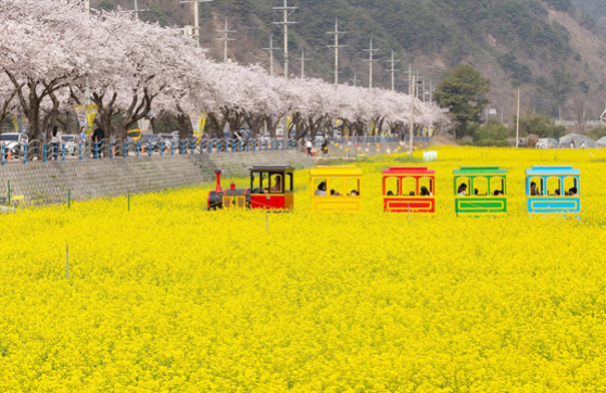 삼척 맹방 유채꽃 축제