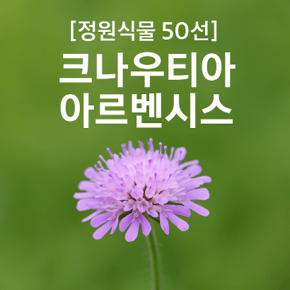 크나우티아 아르벤시스 : 수분매개자를 부르는 유럽 야생화의 정수