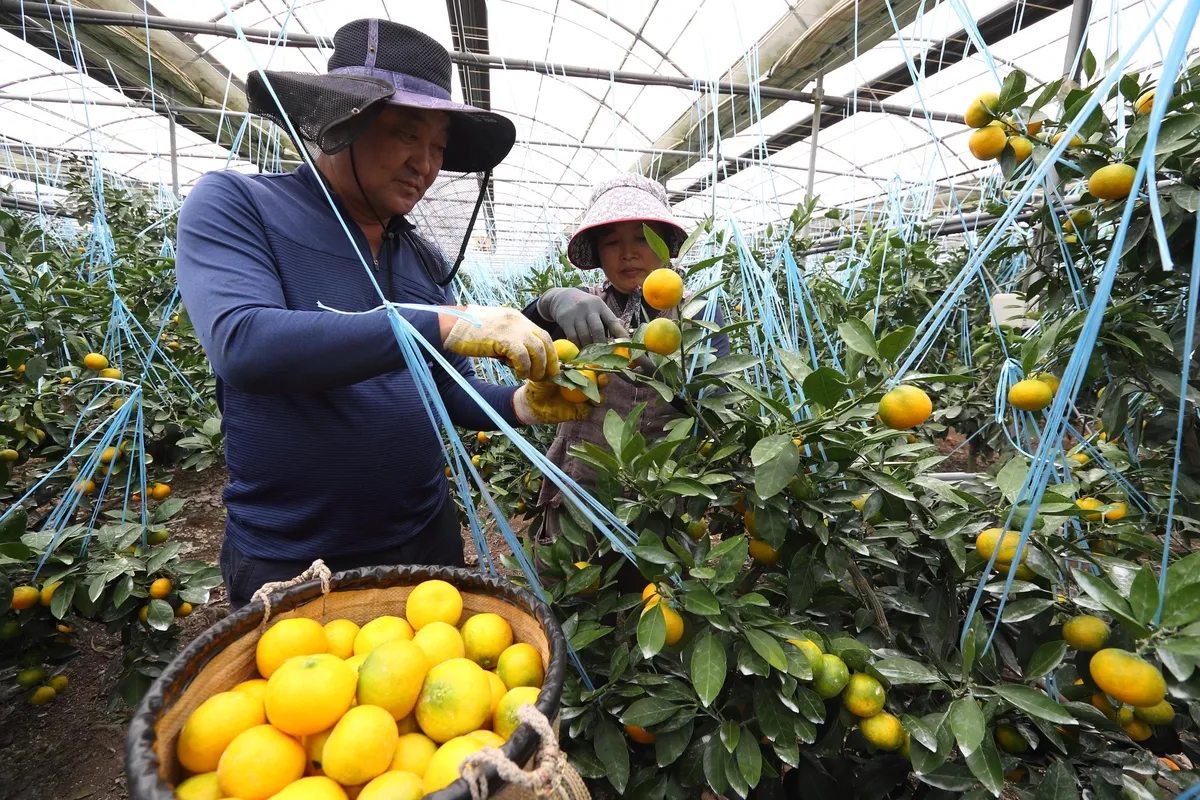 감귤 재배 노지 월동 비가림 하우스 관수 관리_2