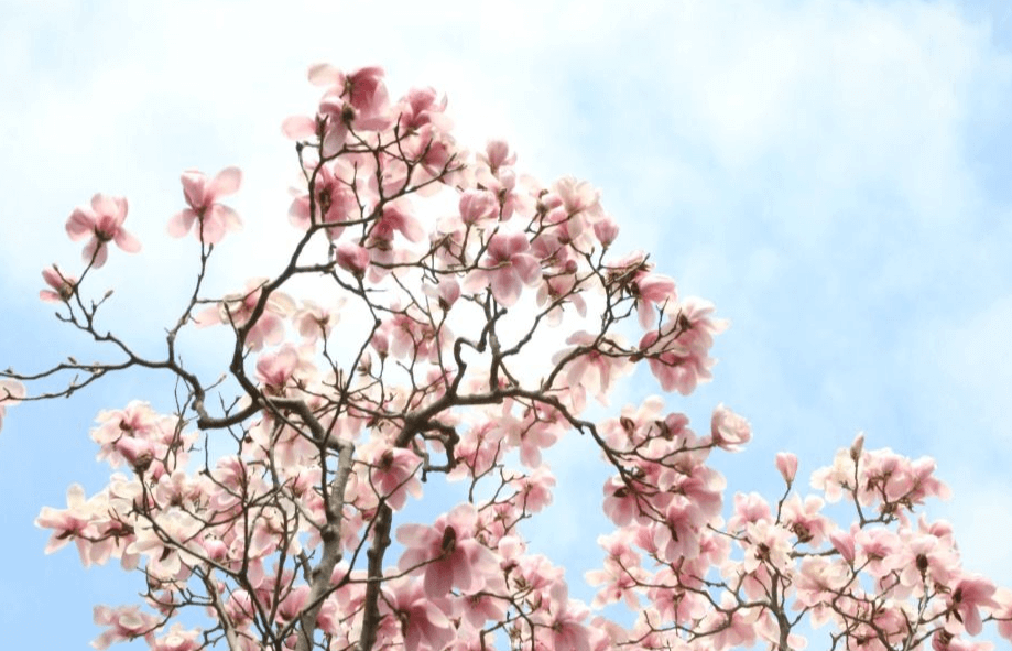 봄의 시작을 알리는 천리포 수목원 목련축제!!!!