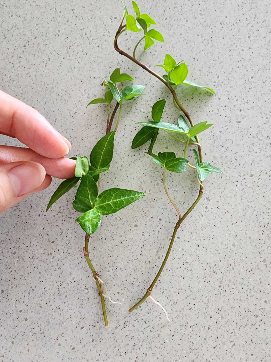 2주뒤 뿌리가 자라나오기 시작하는 아이비