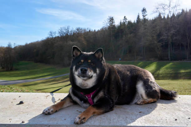 강아지 다이어트 방법, 사료 알아보기