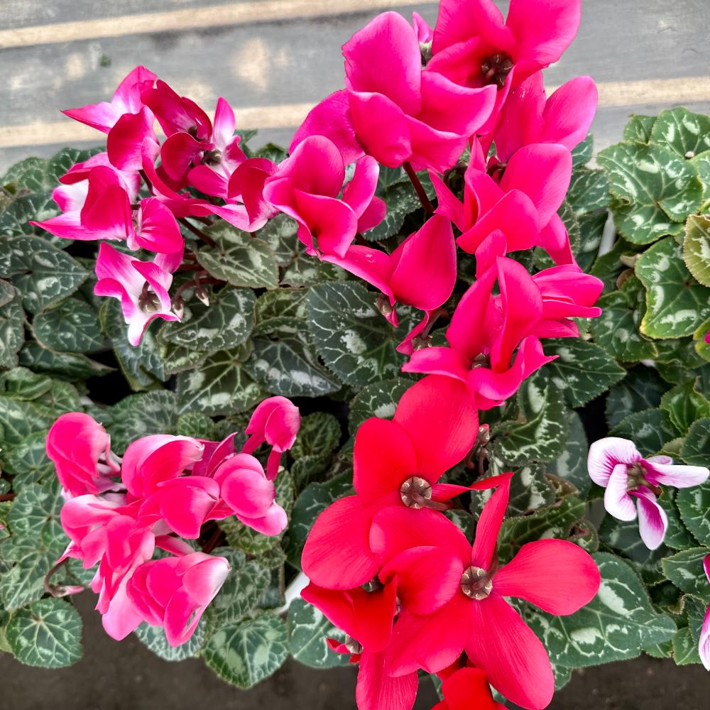 시클라멘 꽃말 월동온도 키우는 방법