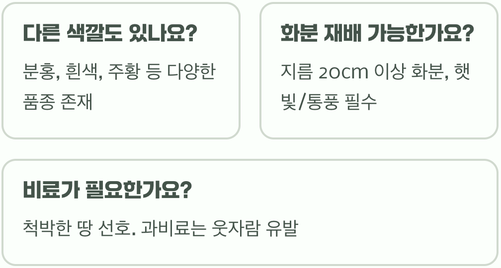 하늘하늘 붉은 요정, 개양귀비 키우기 A to Z