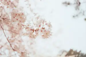 꽃말 모음