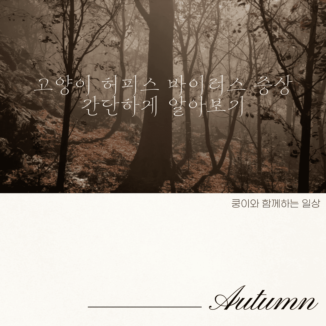 고양이 허피스 바이러스 증상 간단하게 알아보기