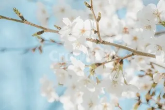 봄 이미지 일러스트 따뜻한 봄 꽃 예쁜 이미지_14