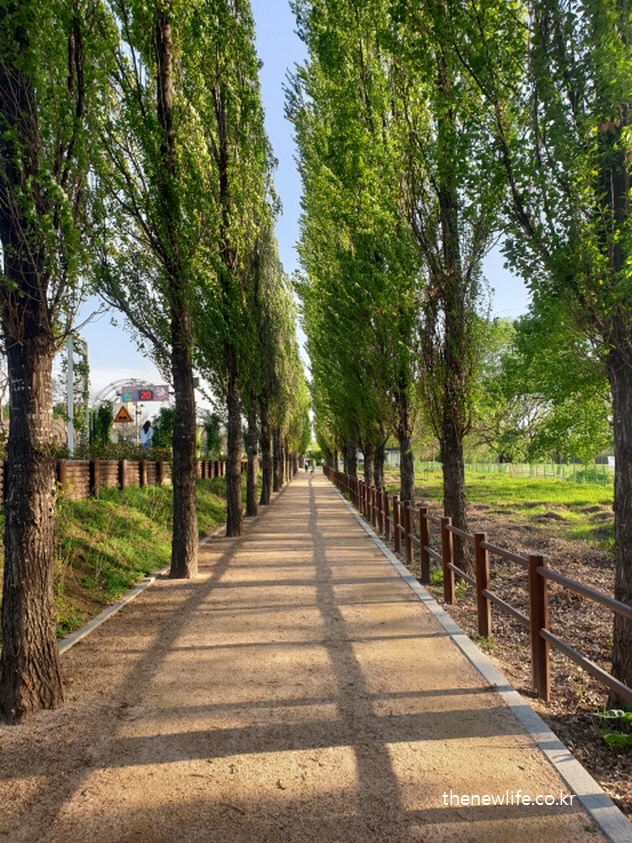 암사생태공원 -서울 걷기 좋은 길 – 팝플러 나무가 줄지어 선 흙길 산책로