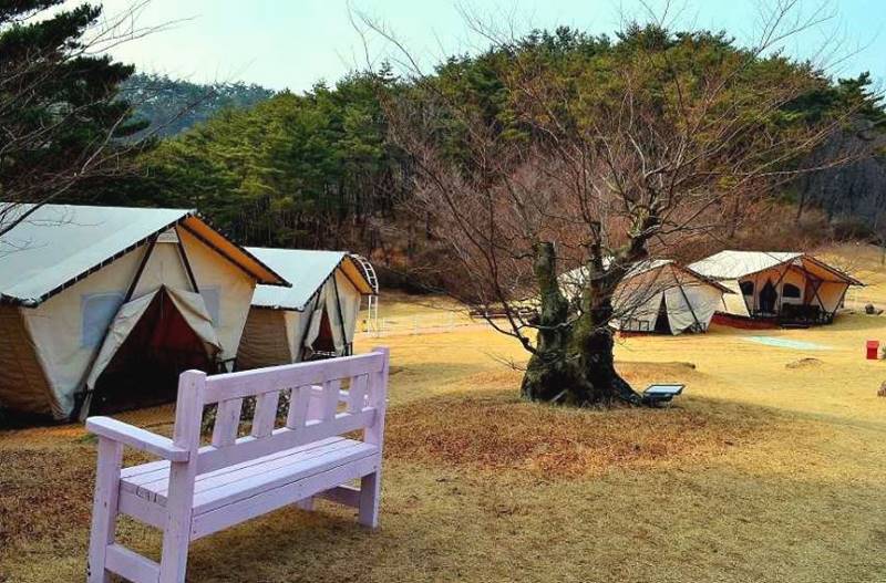 광양 가볼만한곳 베스트10 매화마을과 섬진강의 봄꽃 낭만