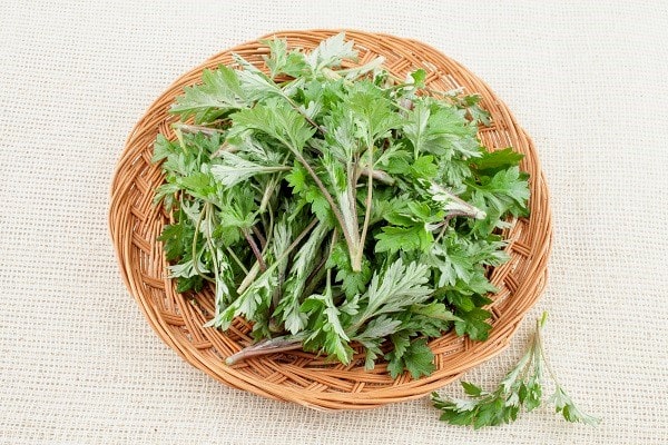 쑥은 몸을 따뜻하게 해요