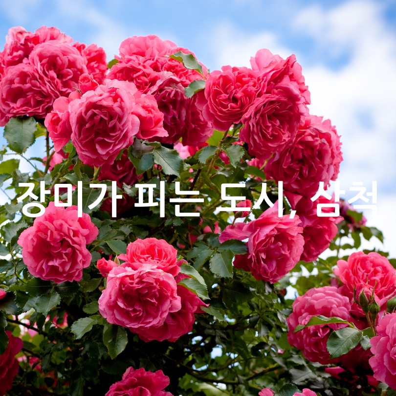 삼척장미축제 2025 : 5월6월 국내여행지