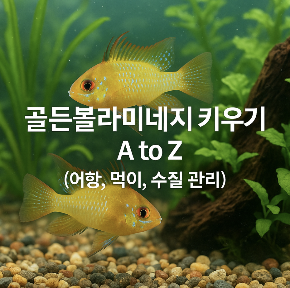 골든볼라미네지 키우기 A to Z (어항, 먹이, 수질 관리)
