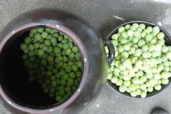 매실액기스 효능 해독 작용 숙취 건강 효과 정리_9