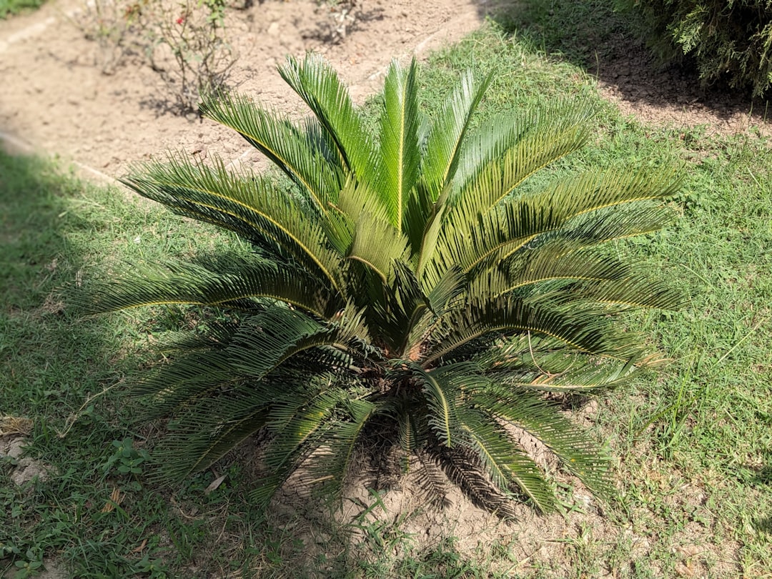 Saw Palmetto