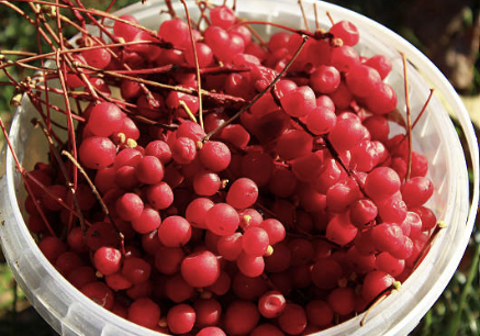 오미자 효능 부작용 먹는법 오미자차 만드는 방법 오미자청 총정리