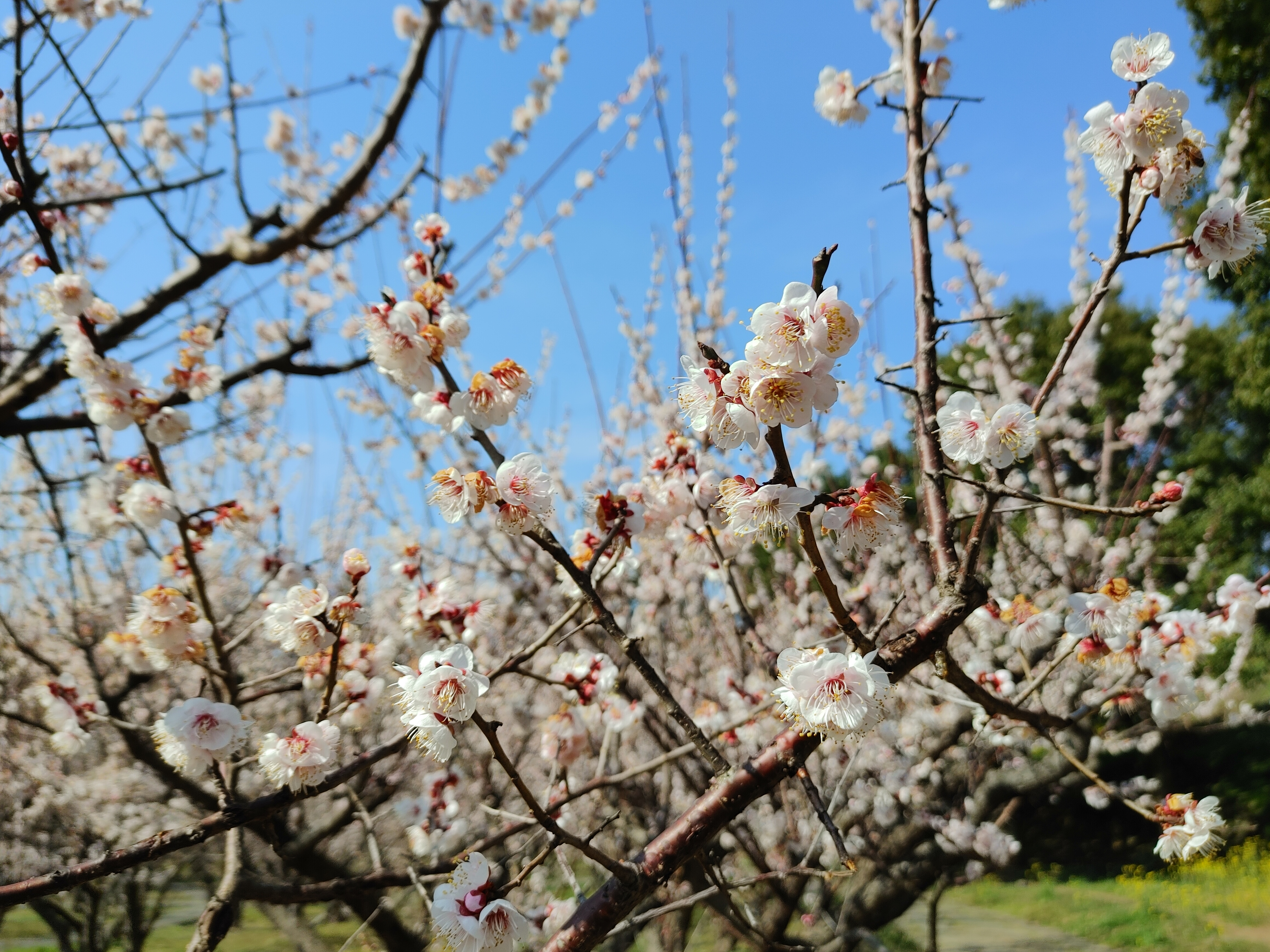 2021년 걸매생태공원의 만개한 매화꽃