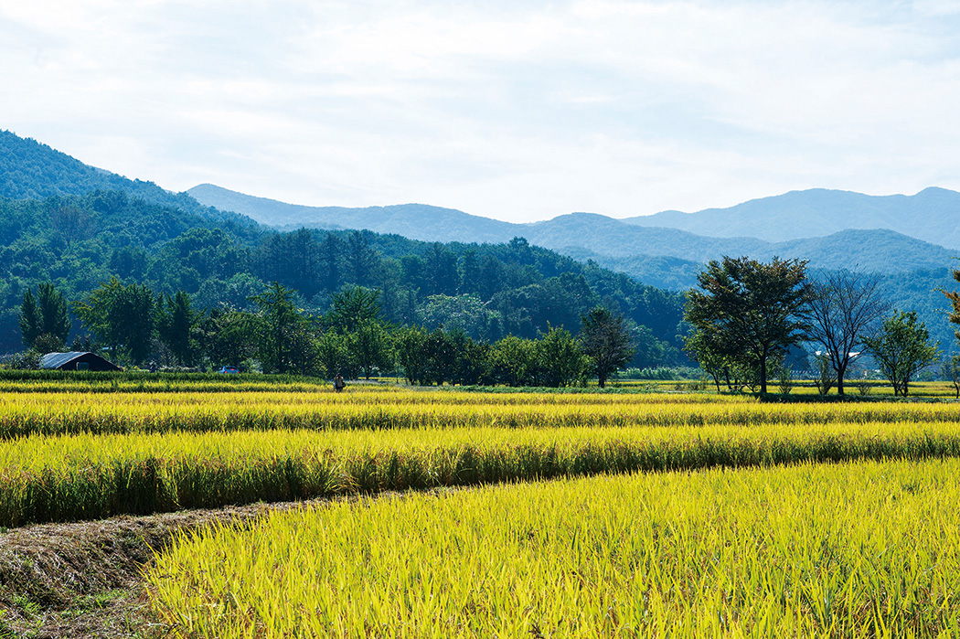 계절의 변화를 세분화한 24 절기 중 '입추' 이해하기