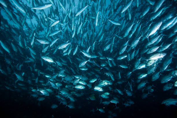 심장 건강을 위한 오메가-3