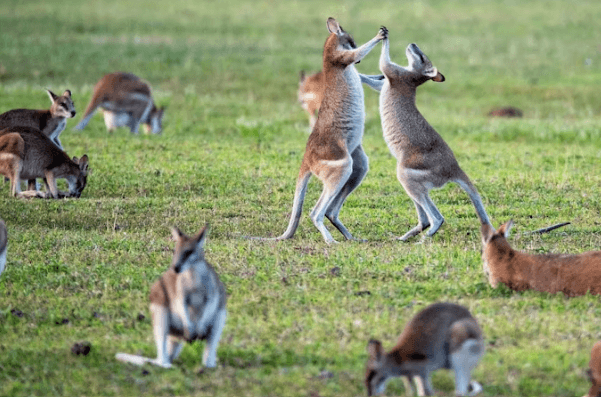 인기 해외 워킹홀리데이 국가별 특징 총정리
