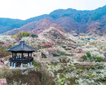 광양 매화축제_7