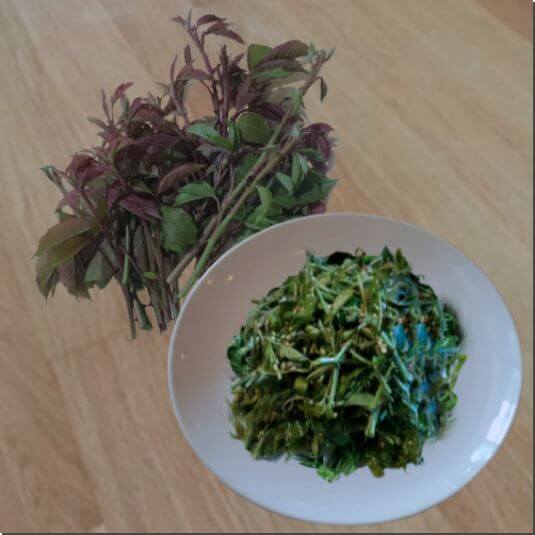 찔레순 효능 및 특별한 이유, 먹는 법과 주의점