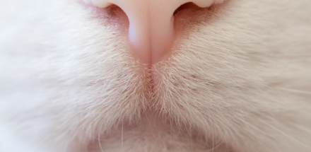 고양이 코 사진.