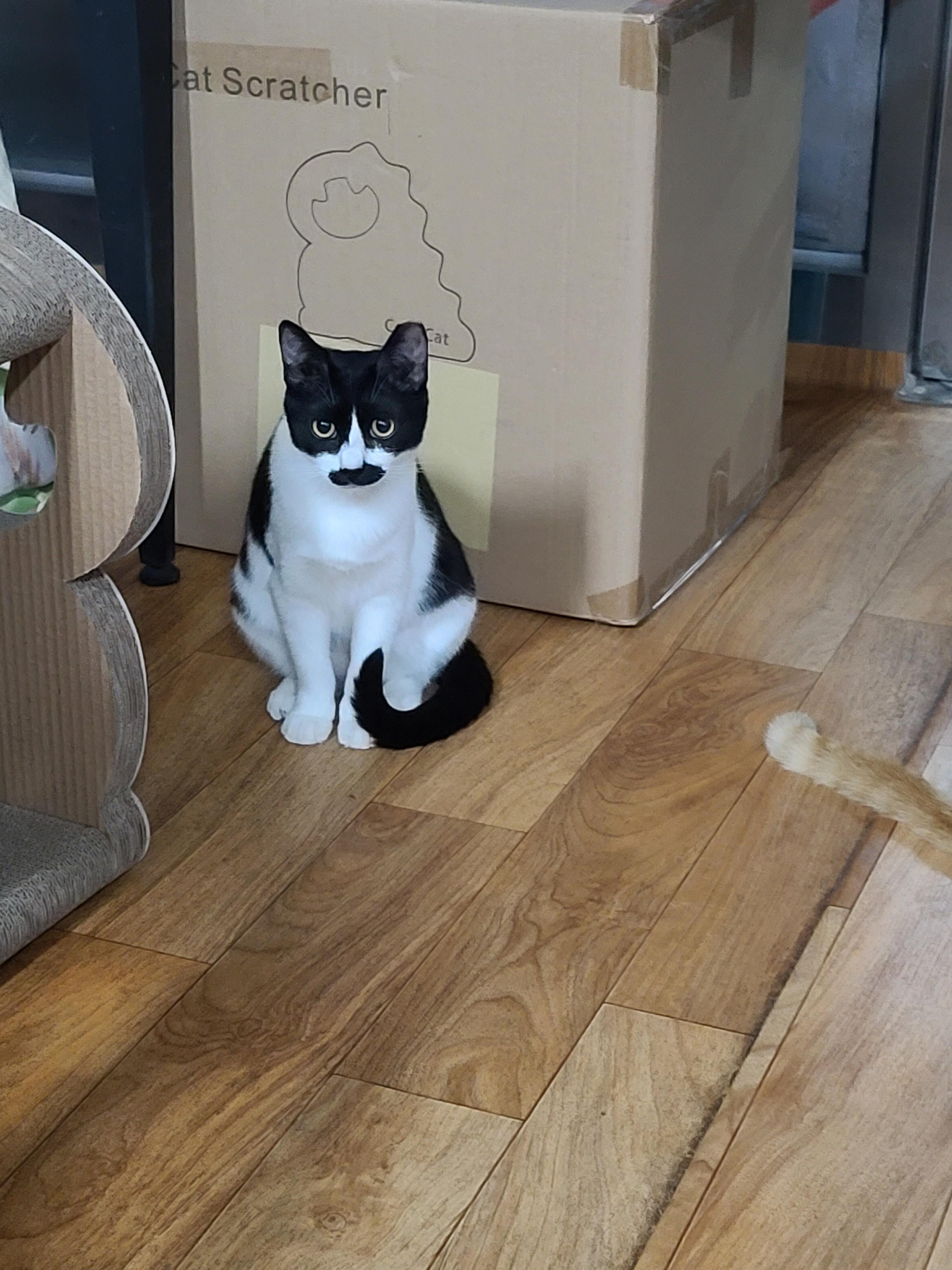 냥린이날 공룡스크래쳐 선물!!