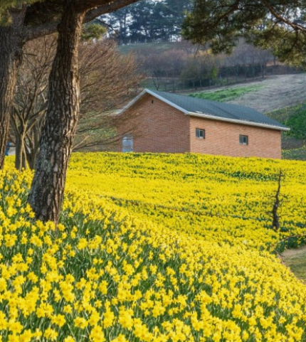 전국수선화명소