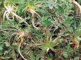 냉이, 이렇게 먹으면 더 맛있다! 냉이 요리법 BEST 5