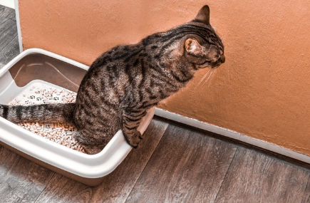 화장실 안에 있는 고양이.