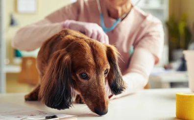 닥스훈트/출처:어도비스톡