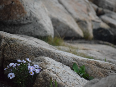 한국 야생화의 희소성 (멸종위기, 전통 약용, 축제)