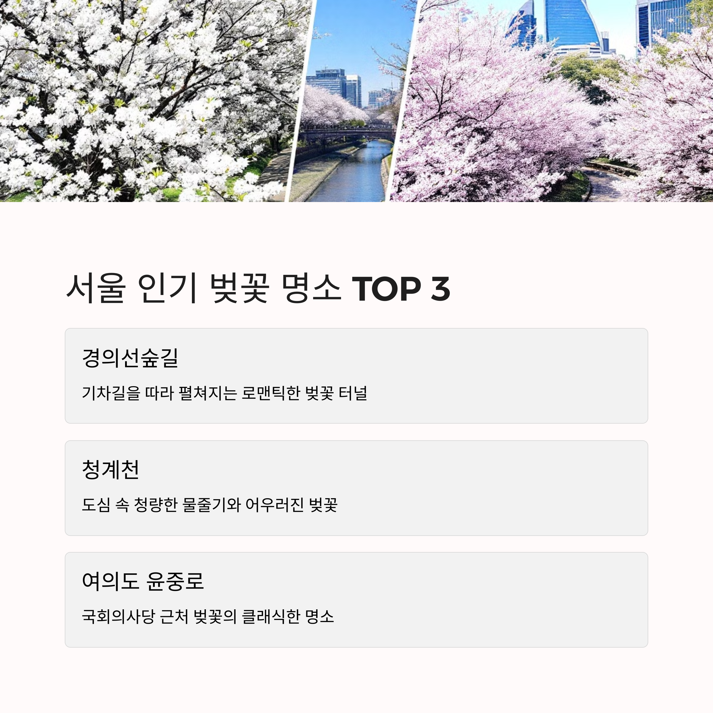 경의선숲길벚꽃 청계천벚꽃 여의도윤중로벚꽃